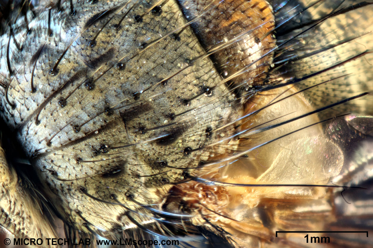 macrophotographie d'une mouche (Brachycera) / grossissement 32x