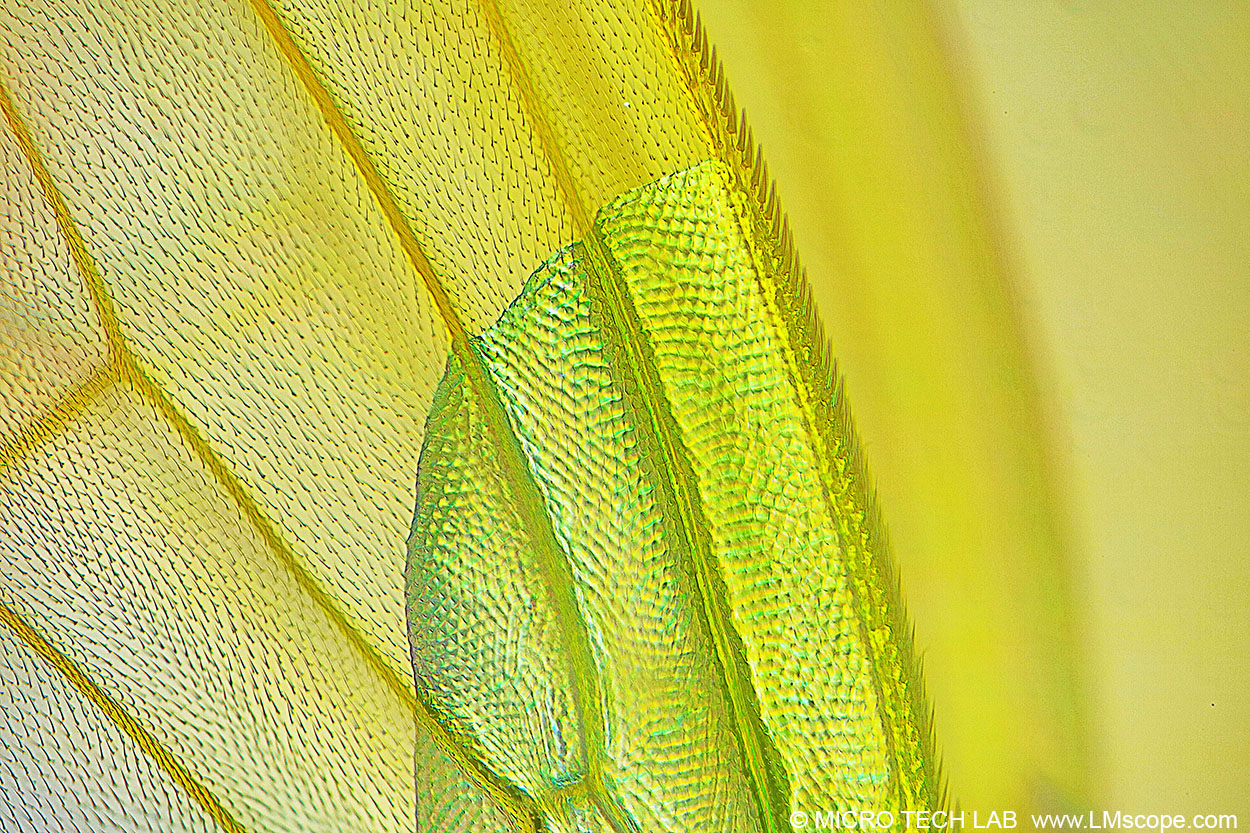 Fruit fly (Drosophila) - Detail Wings