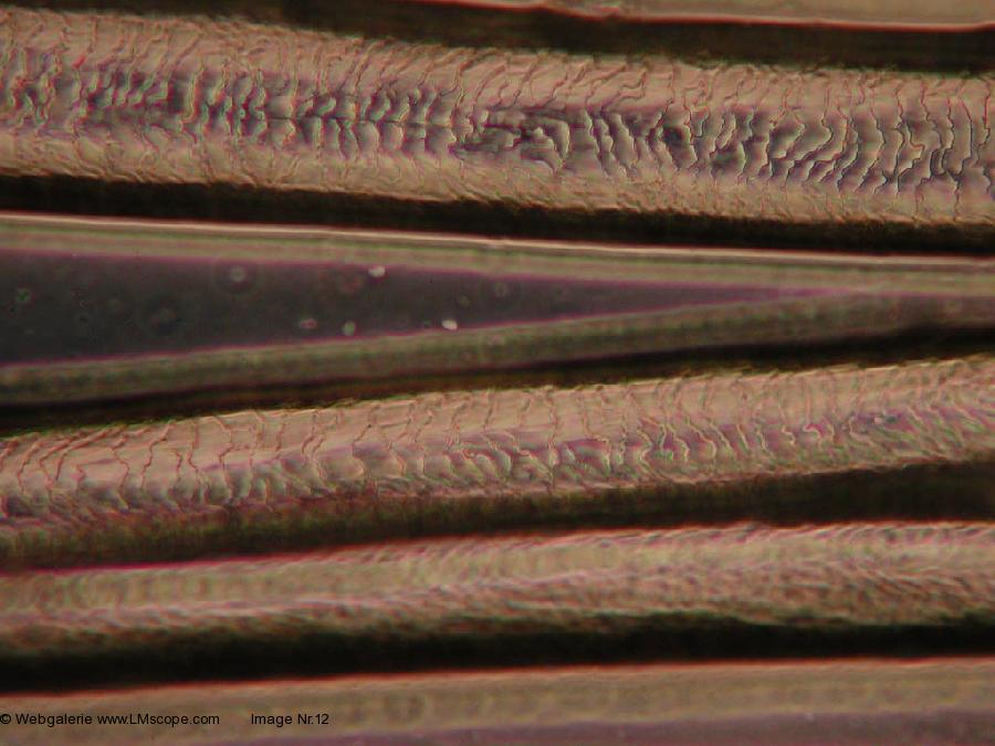Human hair surface: scale layer of human hair 