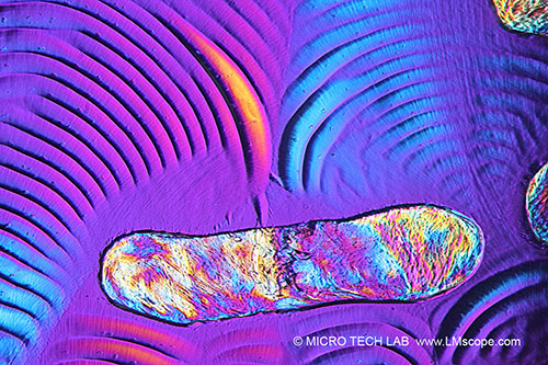 Galera web: fotos creadas con cmaras digitales, adaptadores de microscopio, macroscopios LM, lentes macro extremas, lentes macro adicionales,DSLR,DSLM