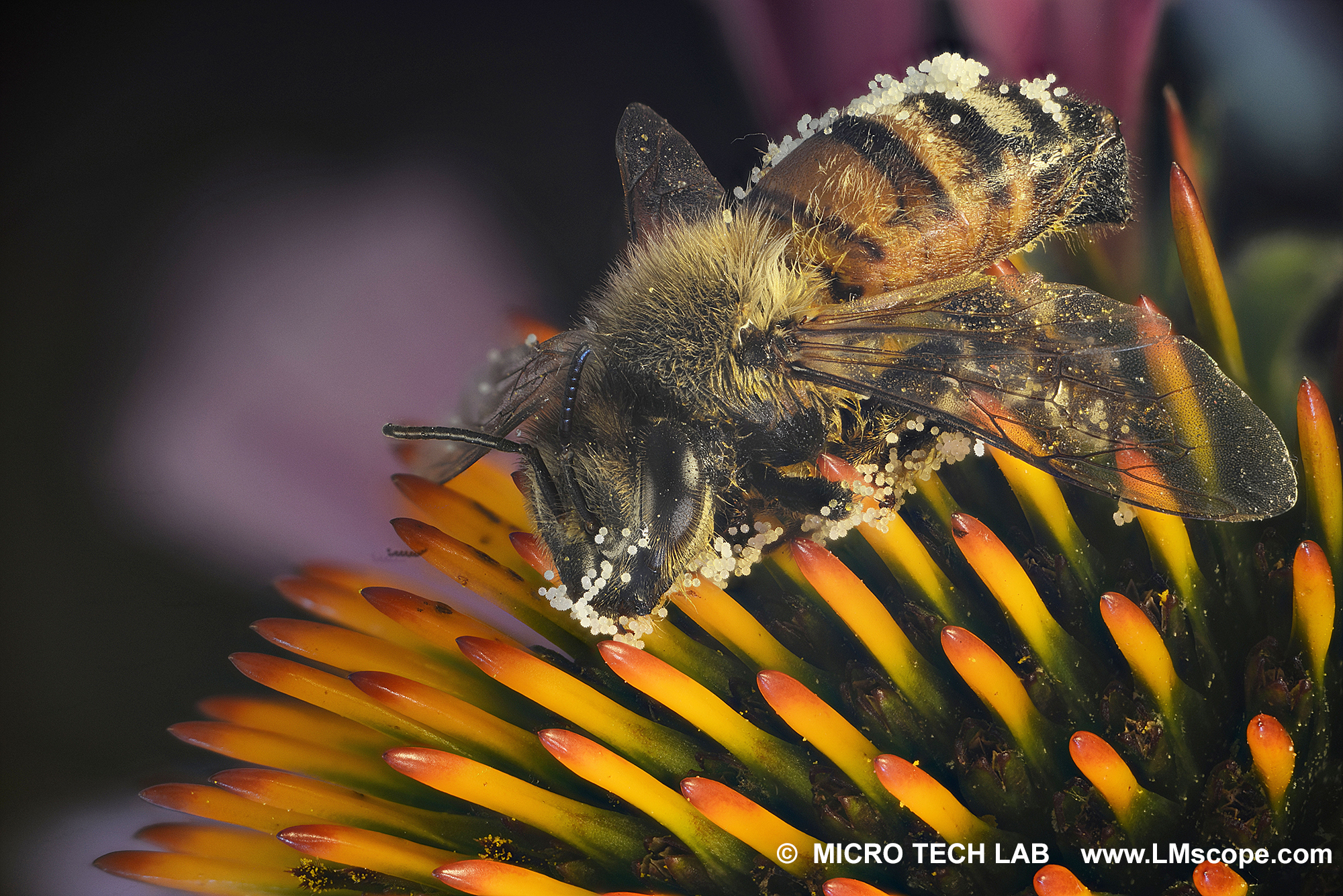Honeybee (Apis) on an echinacea purpurea flower with pollen