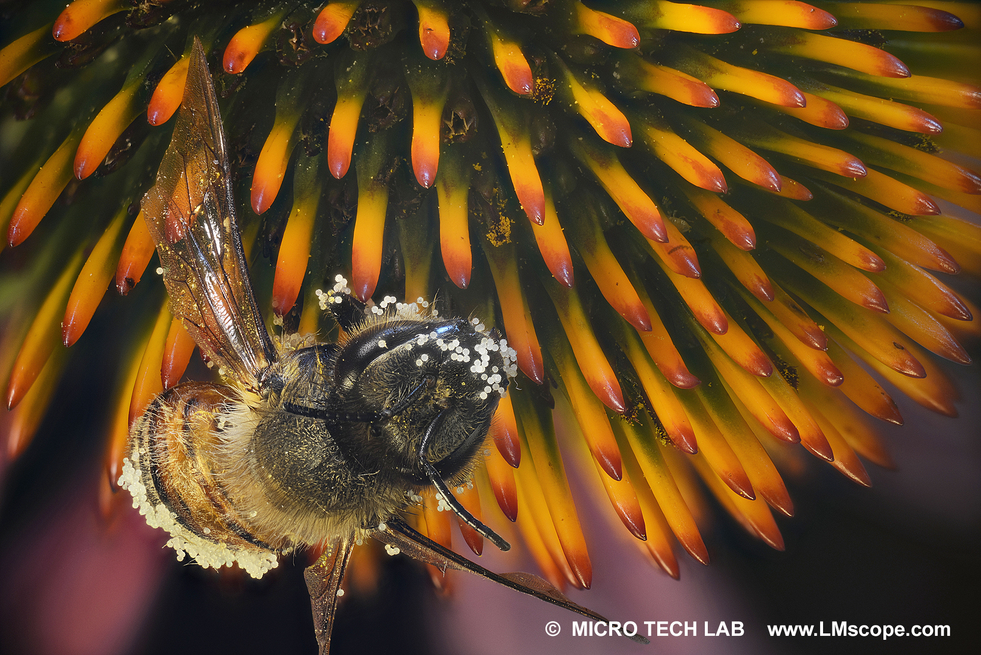 Pollen of an echinacea purpurea flower adhere to honeybee (Apis)