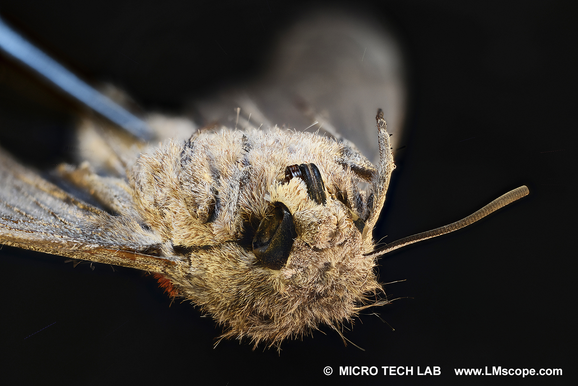 Papillon de nuit - le visage avec la trompe de détai