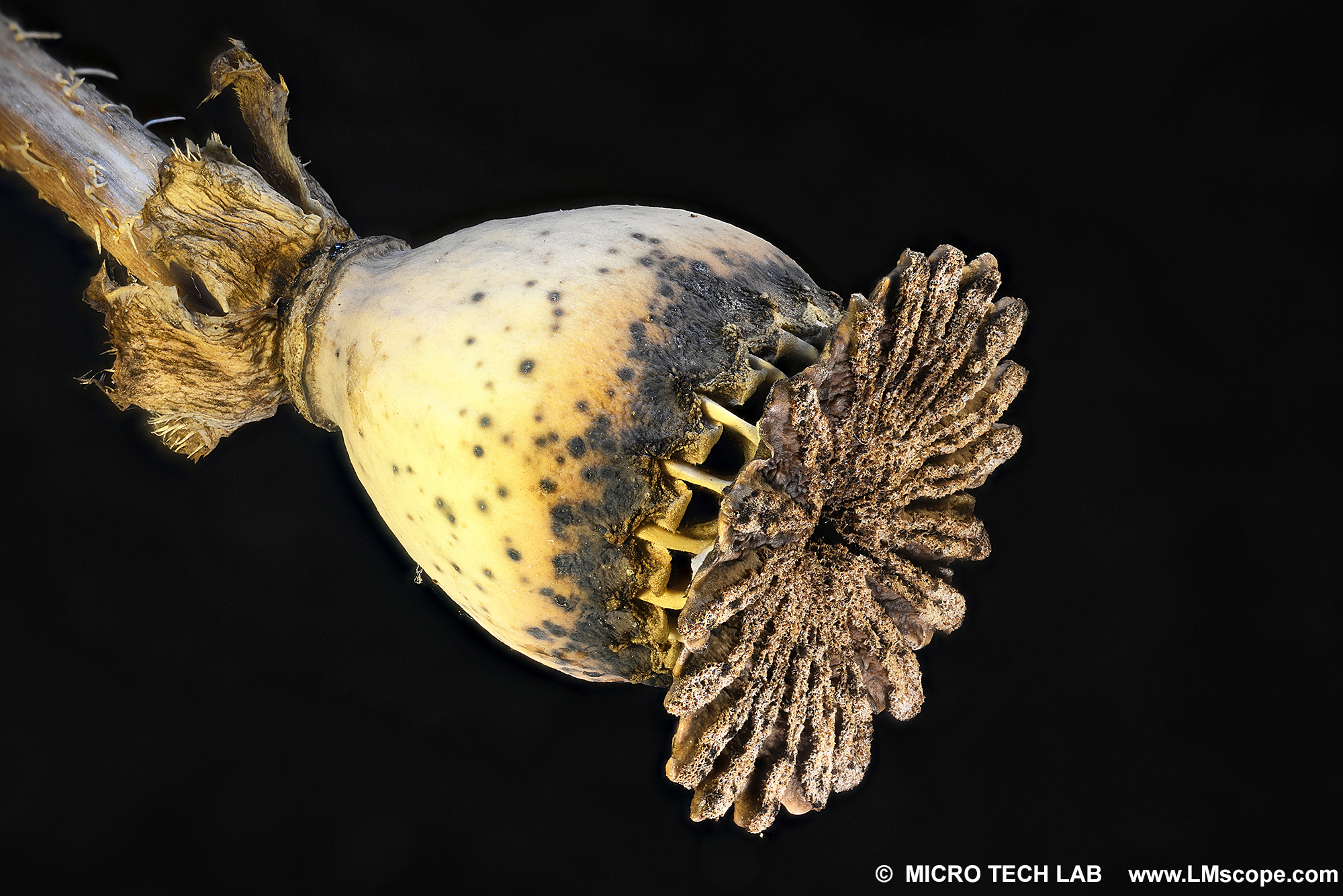 Poppy capsule (Papaver rhoeas)