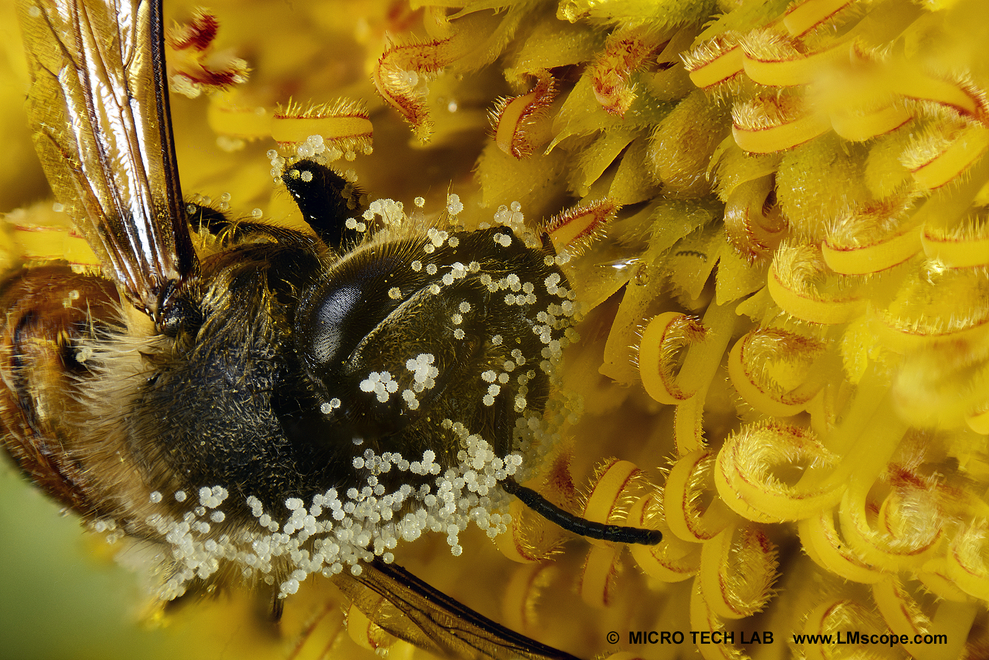 Pollen adhere to honeybee (Apis)