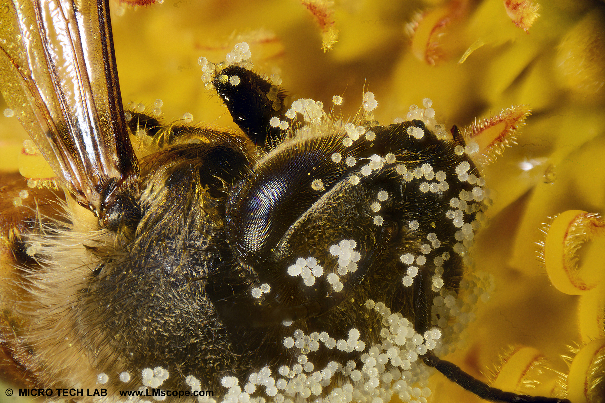 Pollen haften auf der Honigbiene (Apis) - Detail: Kopf