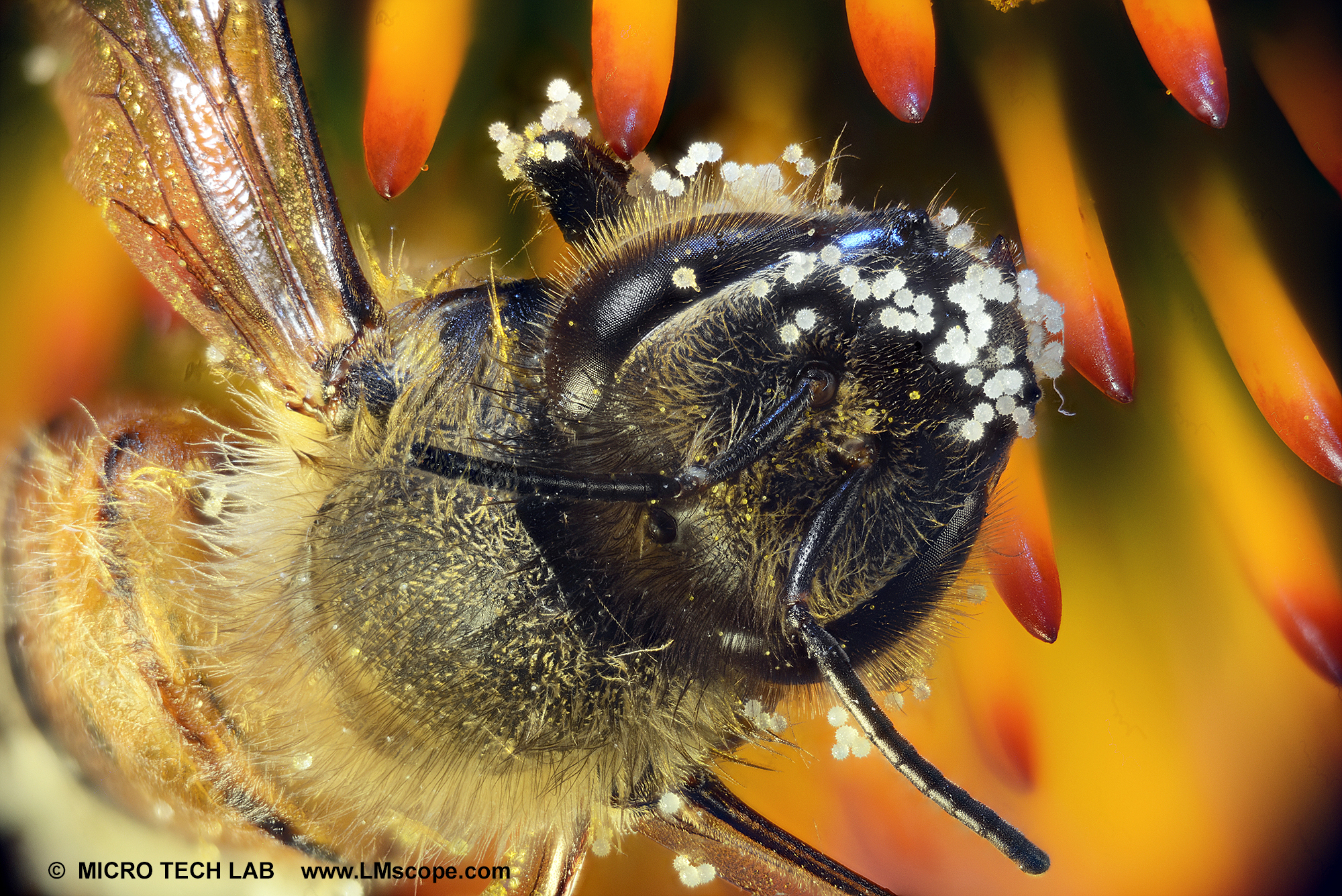 Les pollen de la fleur echinacea purpurea adhérent à une abeille mellifère (Apis)