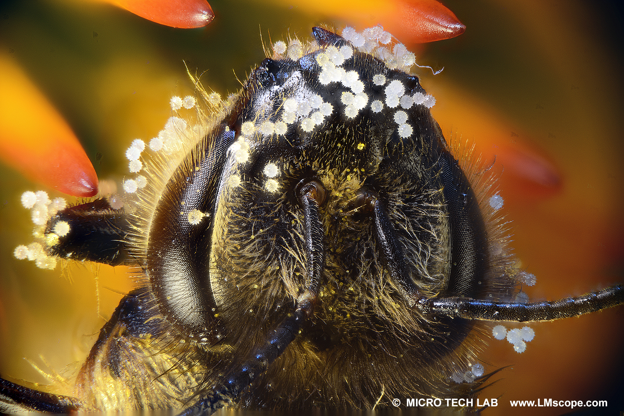 Echinacea Purpurea Pollen haften auf der Honigbiene - Detail: Kopf