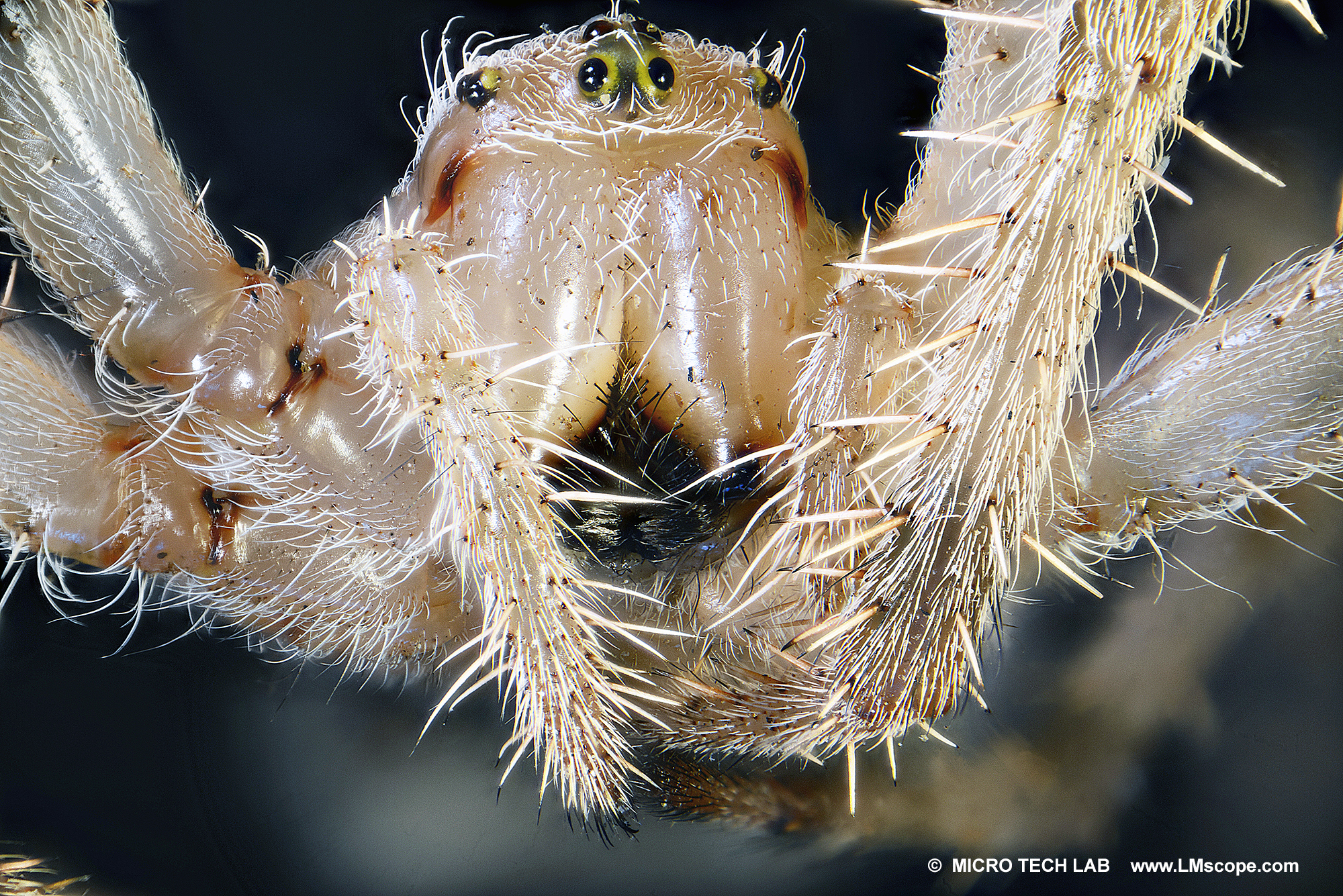 Épeire diadème (Araneus diadematus) - visage
