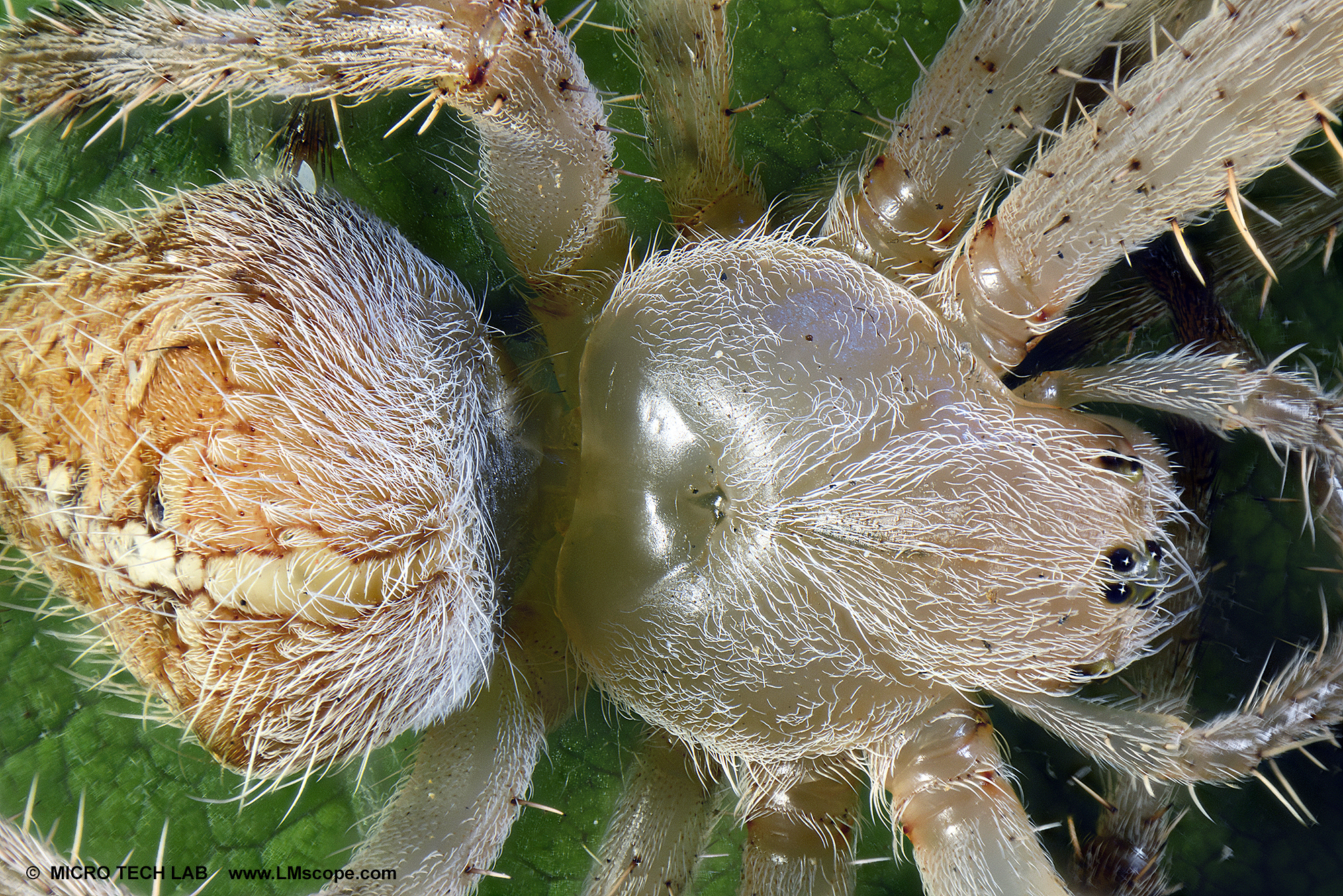 Garden spider (Araneus diadematus) split body