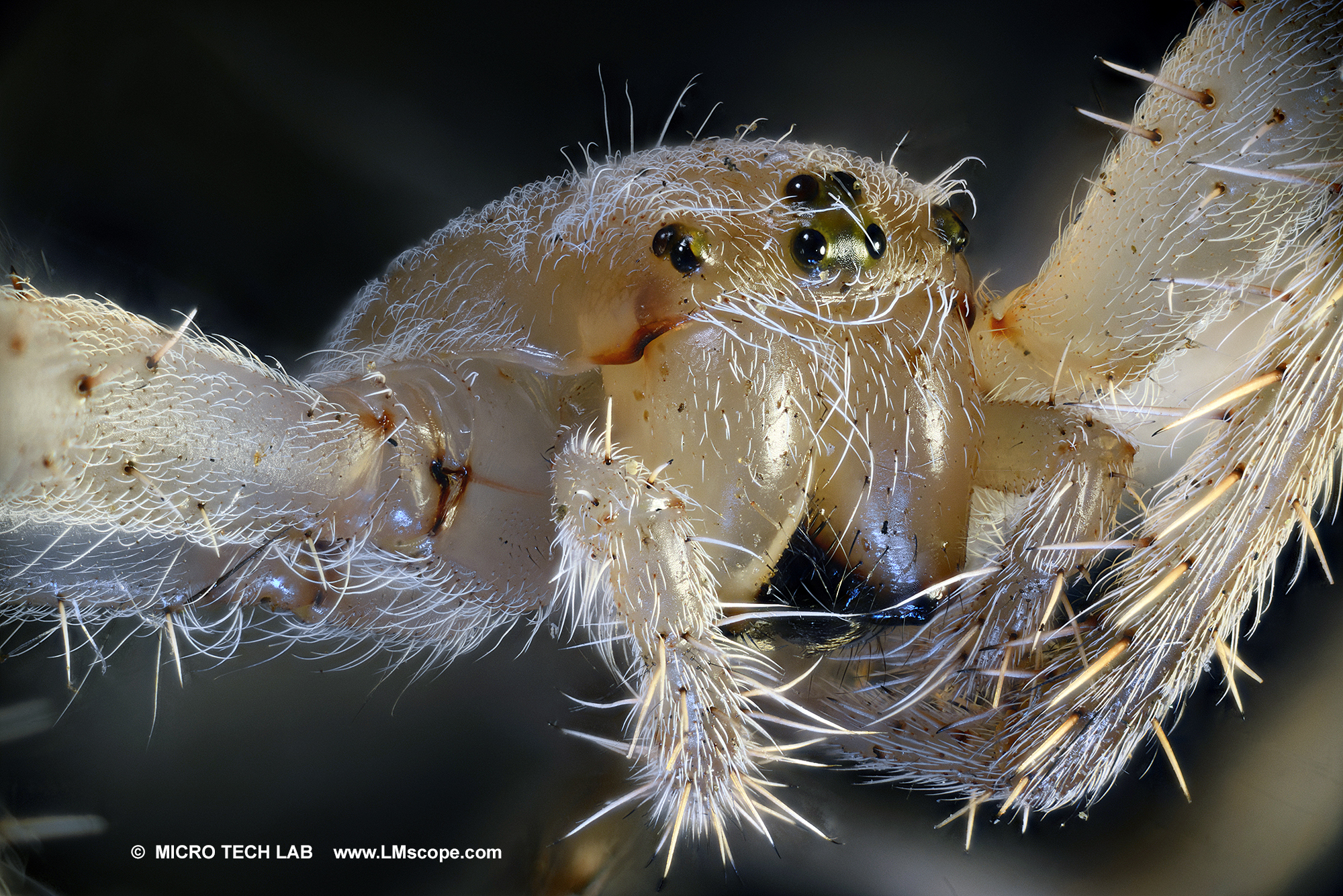 Garden spider (Araneus diadematus) - pedipalps	
