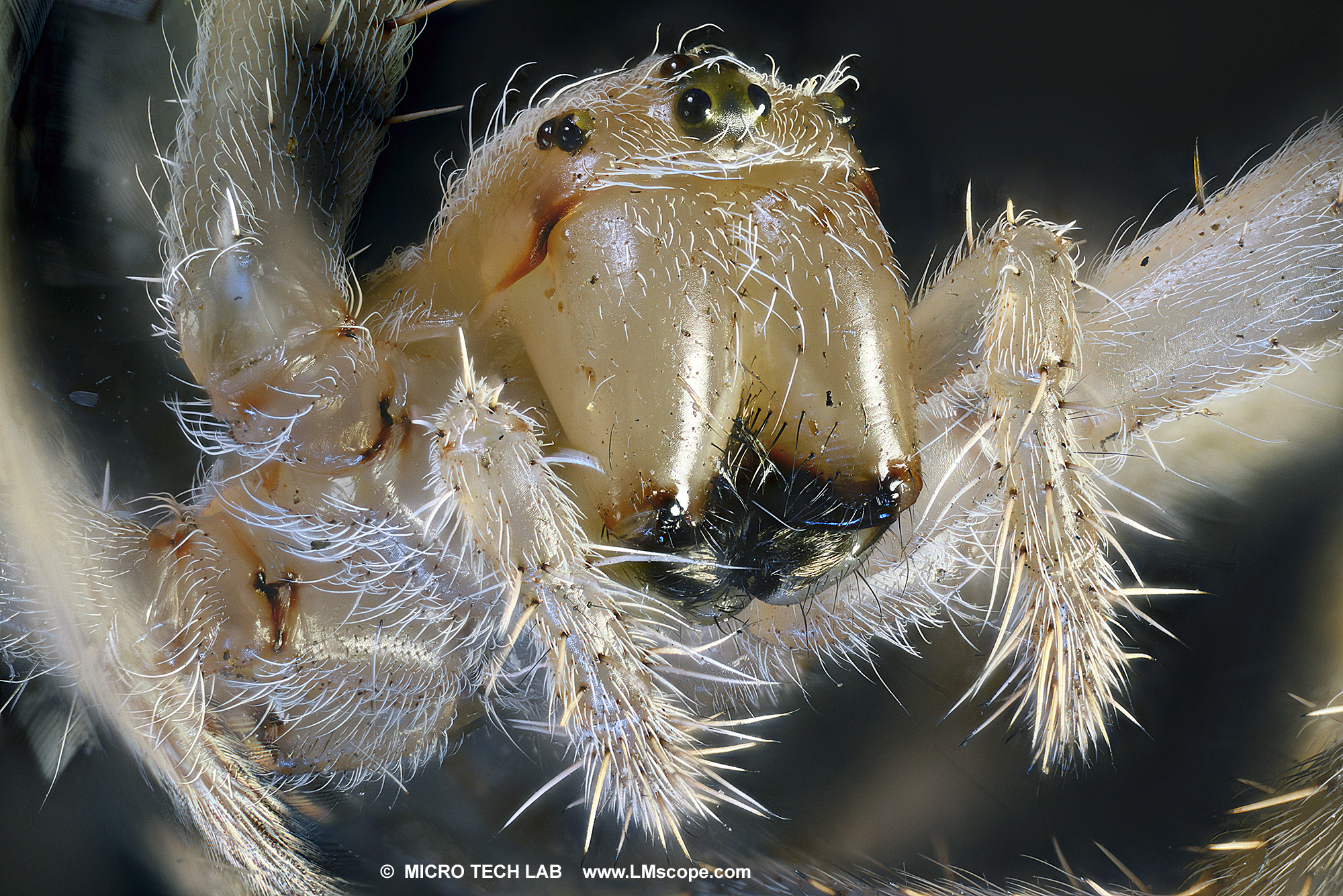 Garden spider attack (Araneus diadematus)