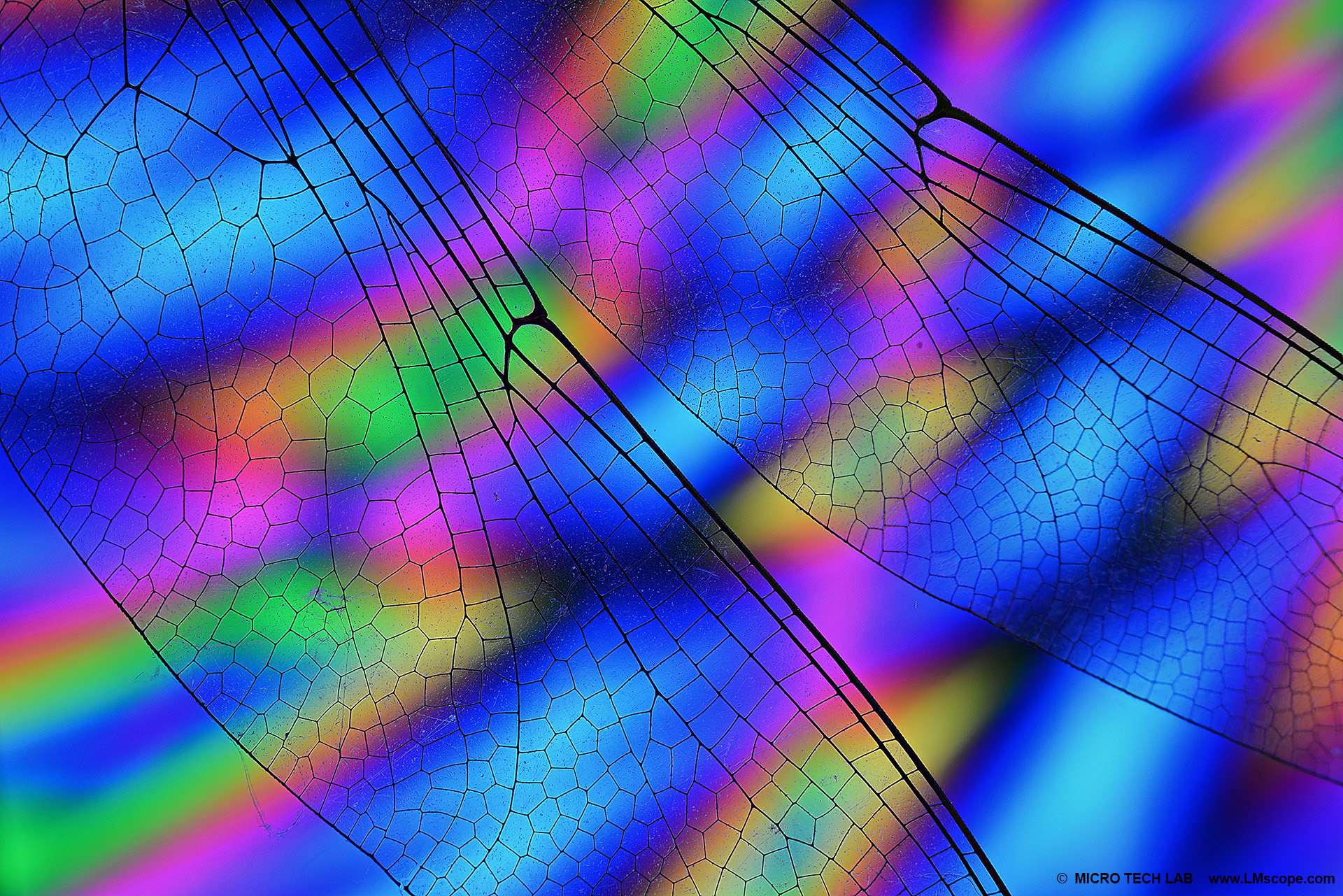 Insect wing under the microscope