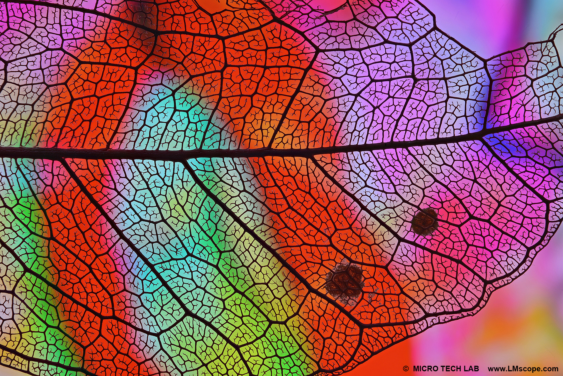 Frame of a leave under the polarisation microscope