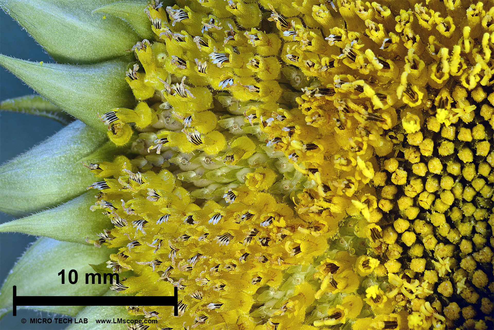 Sunflower (Helianthus annuus) - general view