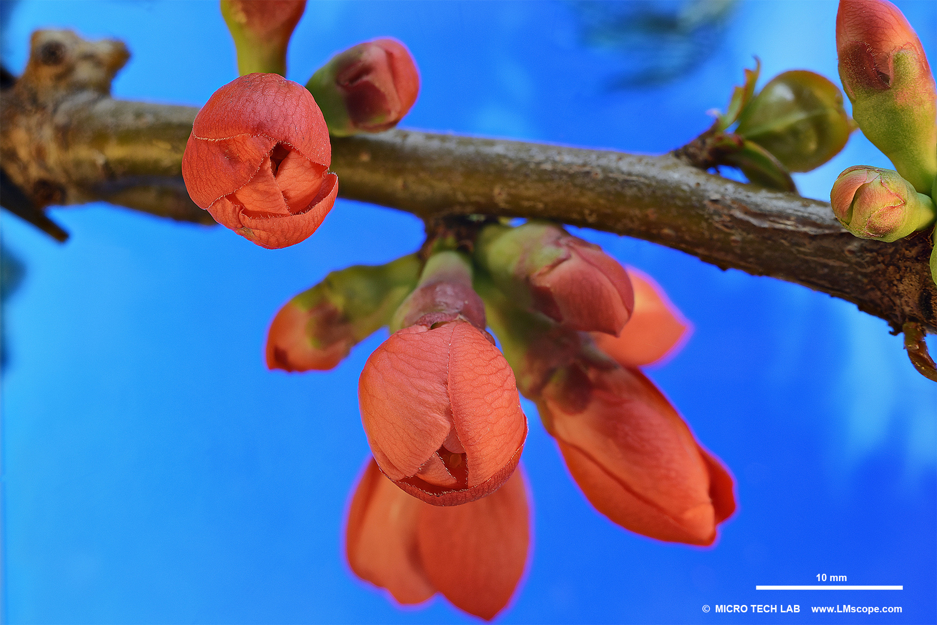 Buds of a flowering quince in spring