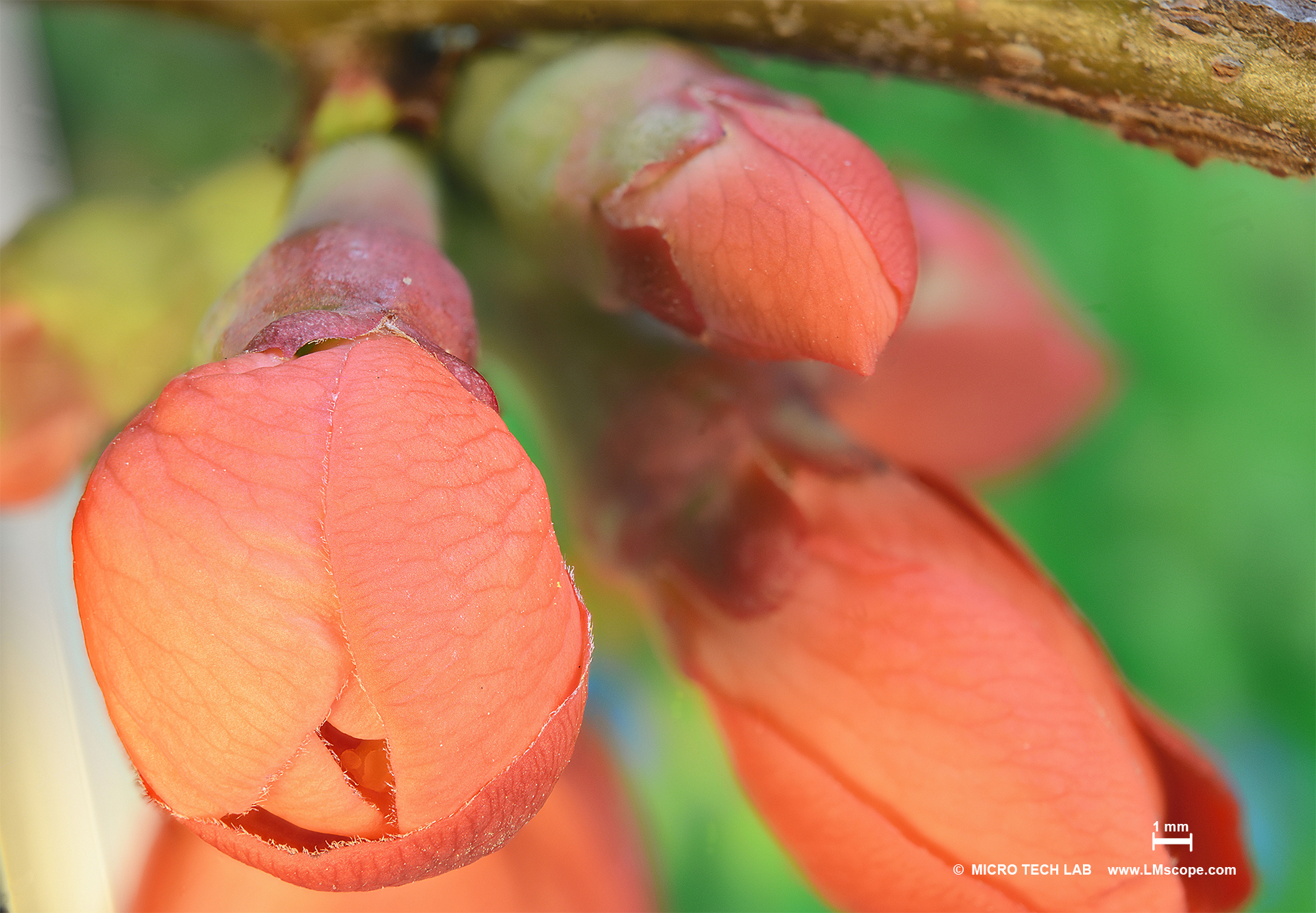 burst of buds of a flowering quince 