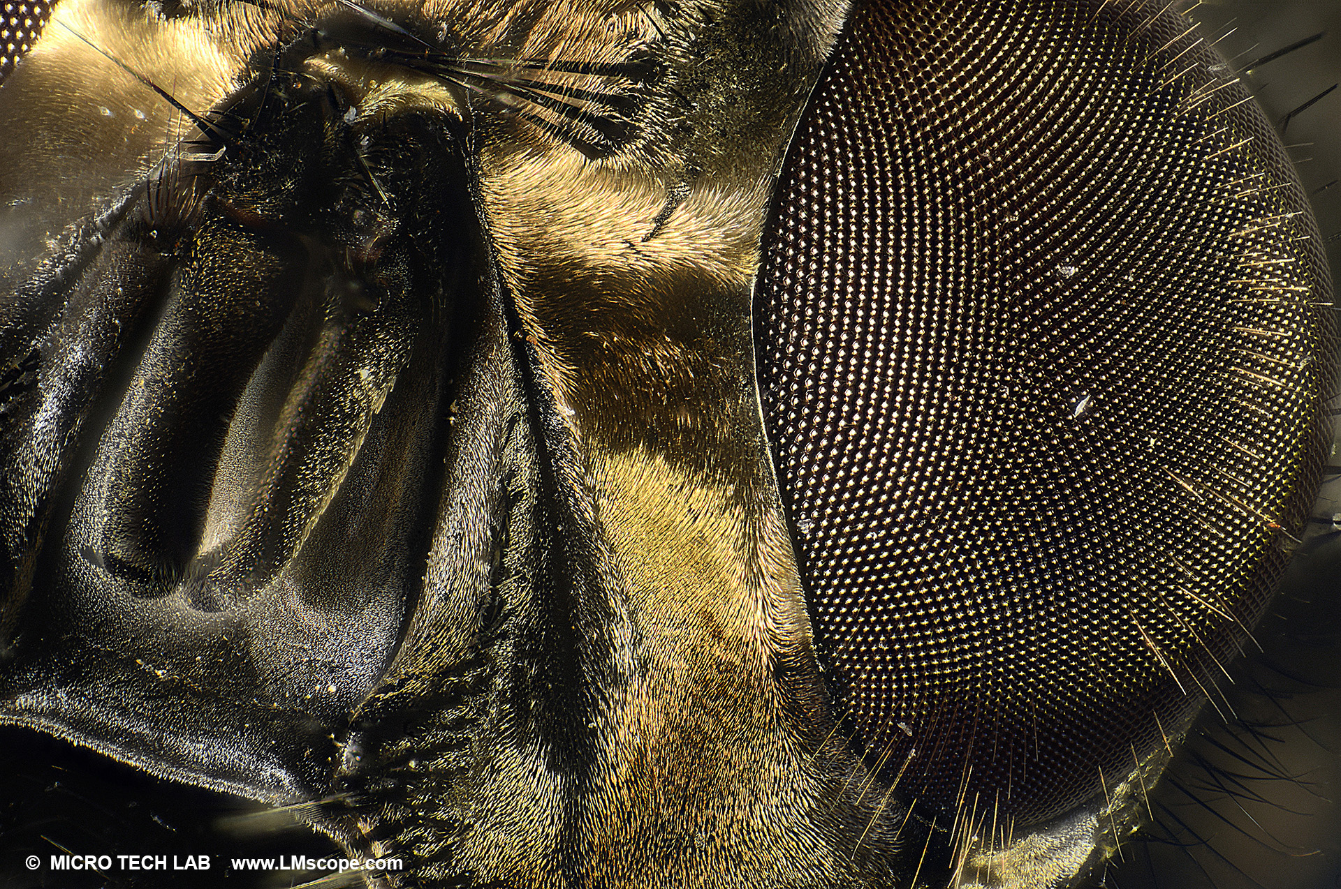 Closeup of a compound eye of a fly