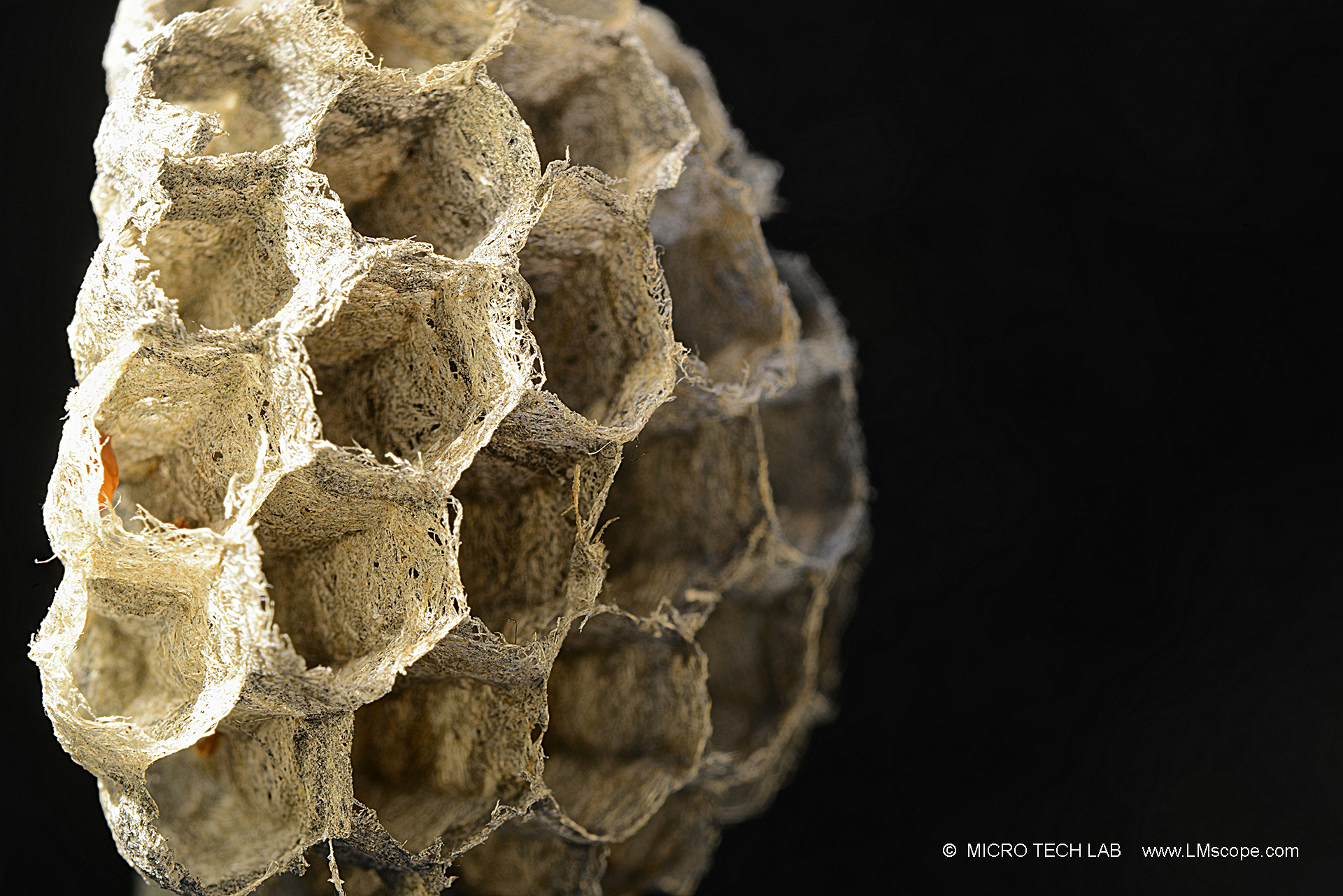 Wasp honeycomb under the macroscop