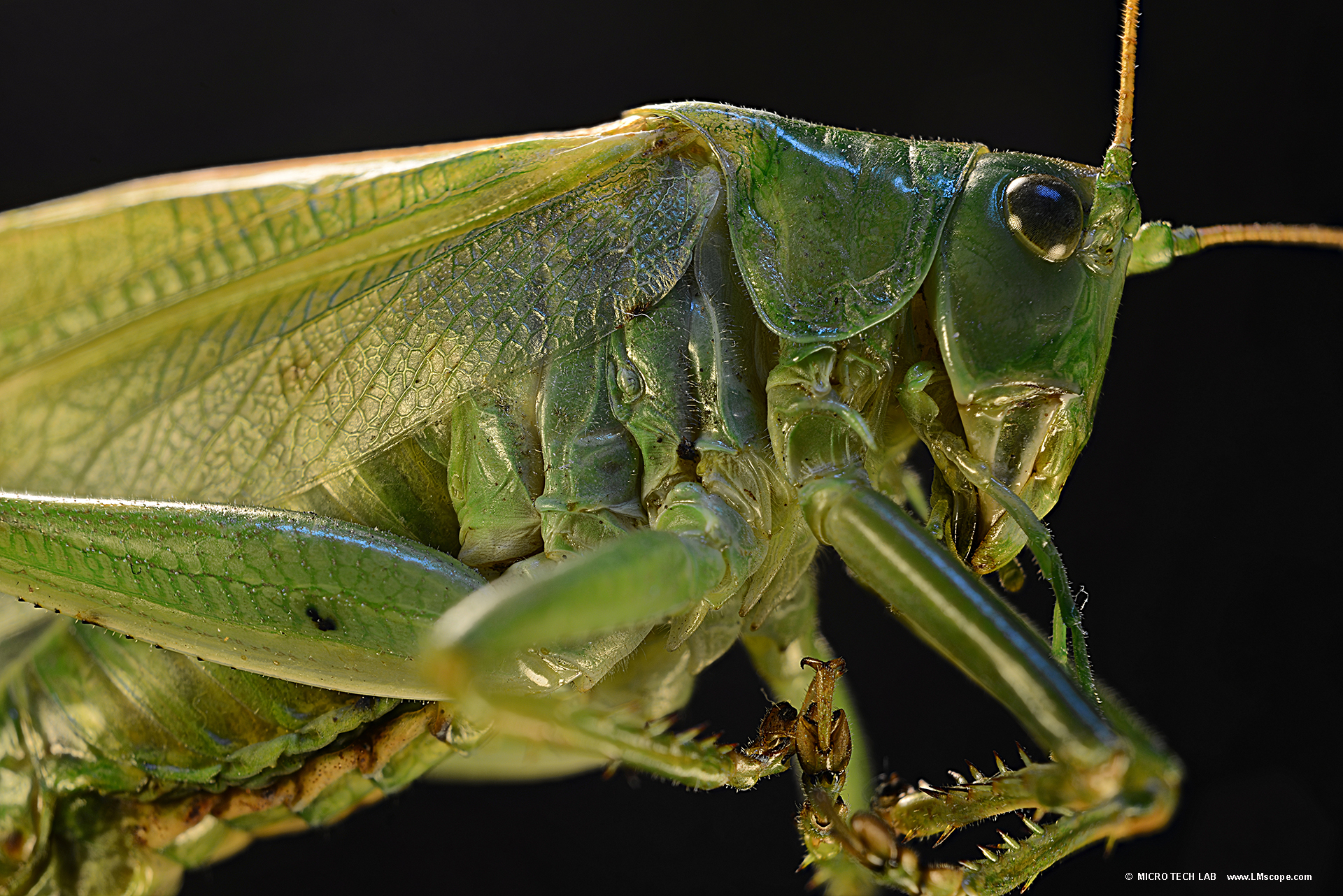 Challange nature photography with the LM macroscope: Grasshopper