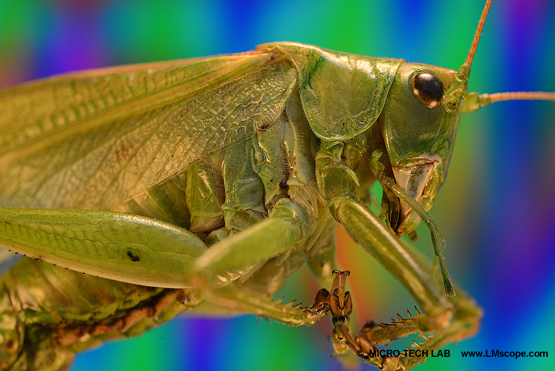 Nature photography with the LM macroscope: Grasshopper against a colorful background