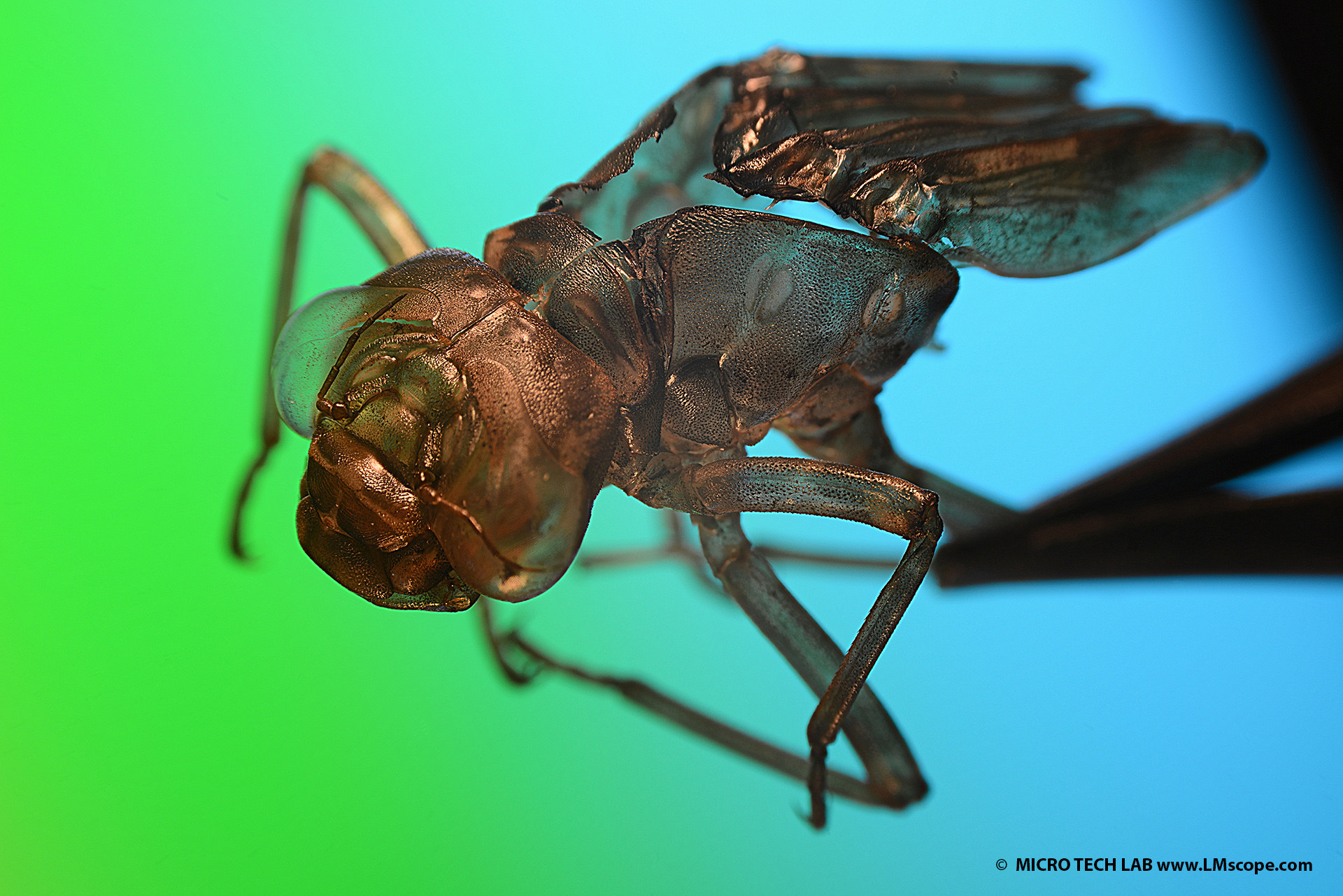 Naturfotografie mit Olympus Stereomikroskop: Libellenlarven Haut mit 10-facher Vergrößerung