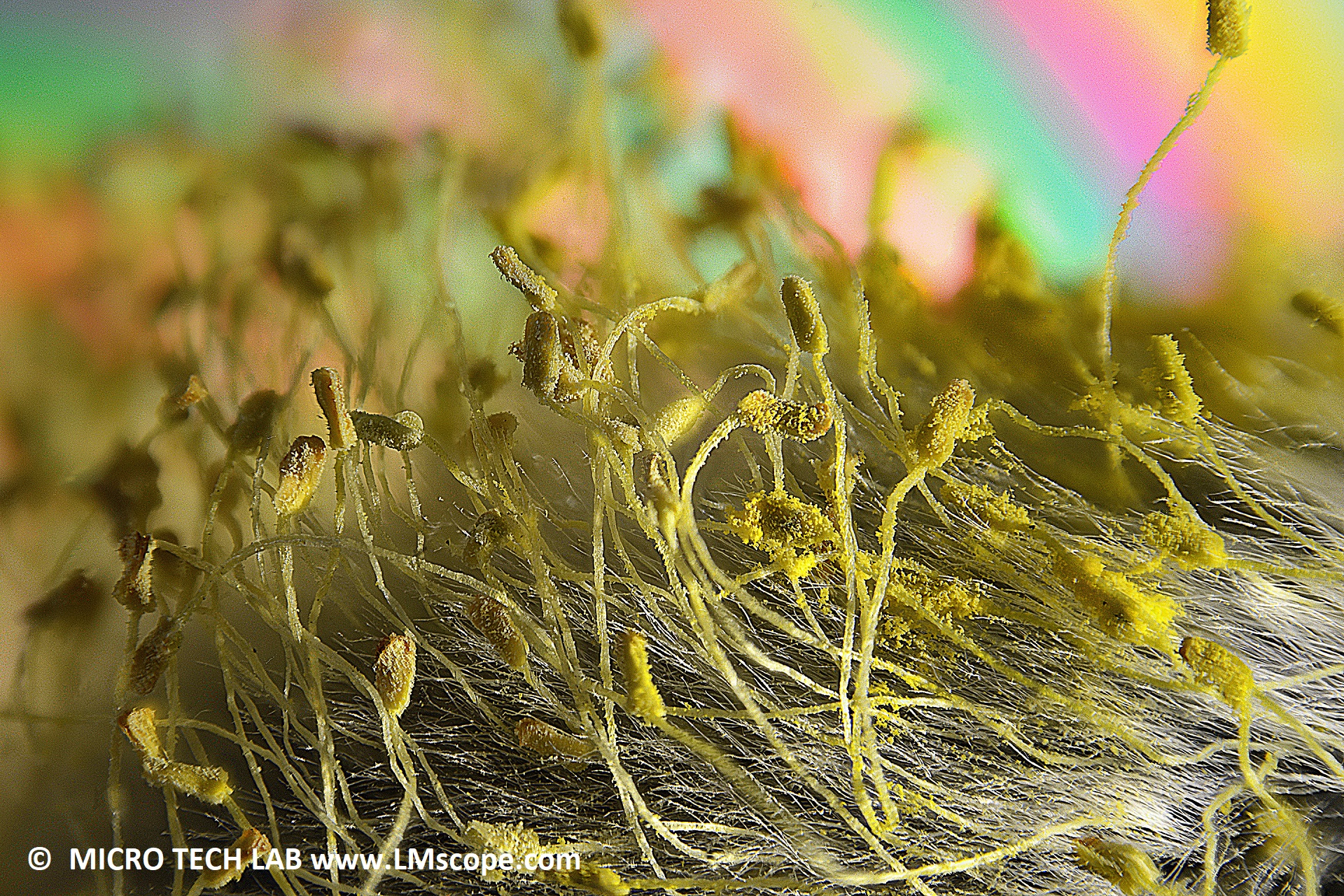 Der Weide auf die Blüten geschaut: Palmkätzchen unter dem LM Makroskop