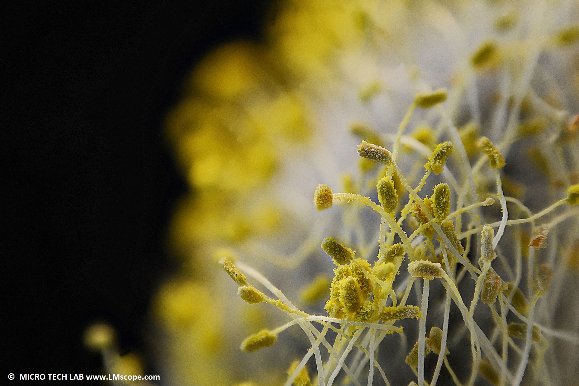 Flowers of the pasture: catkins under the LM macroscope