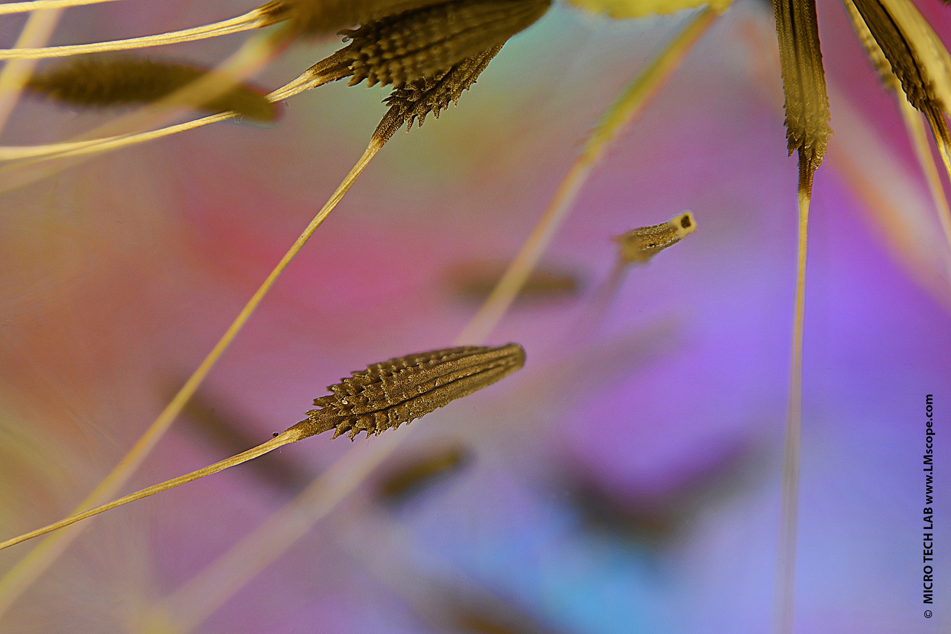 Dandelion seeds under the LM photomicroscope