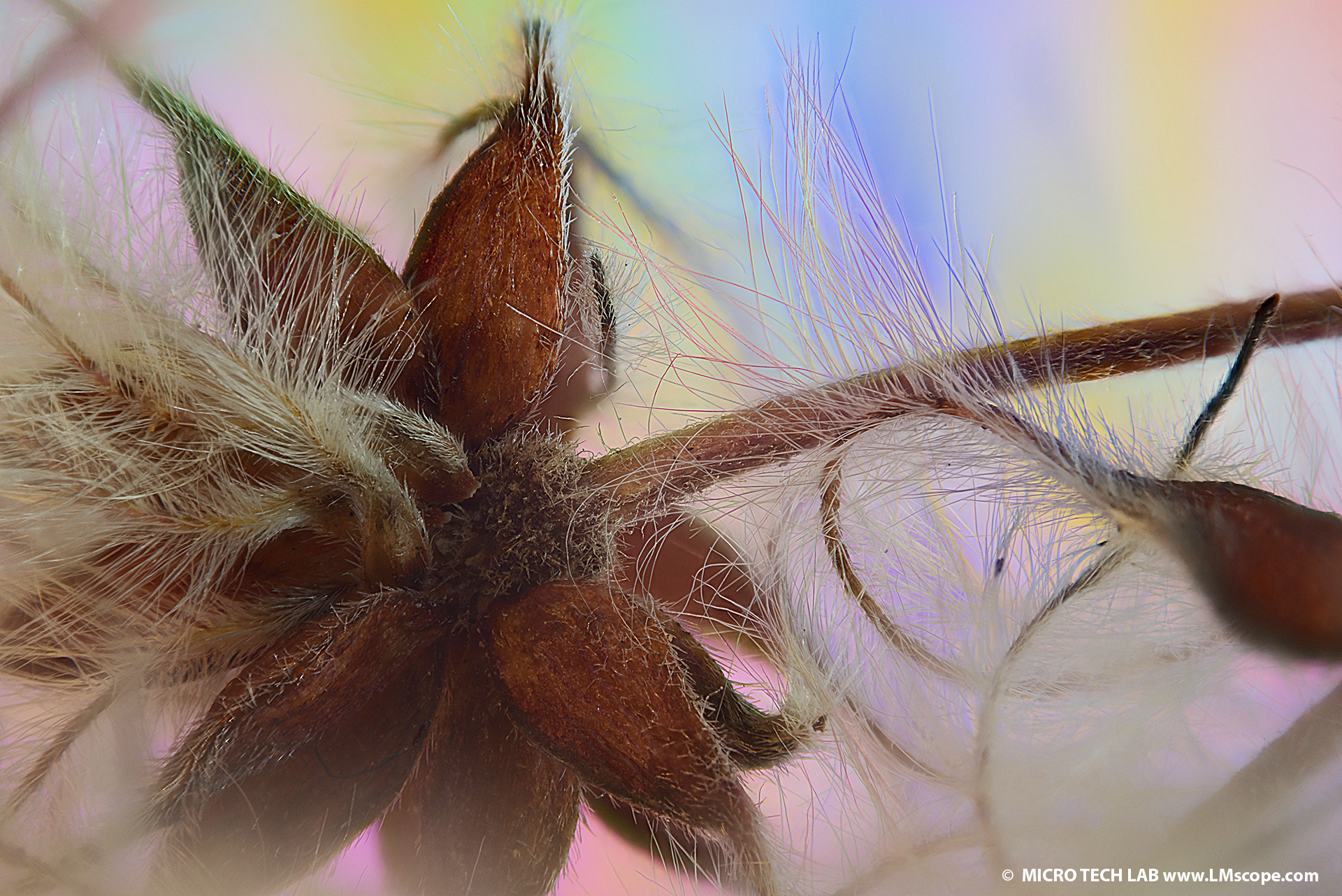Common clematis seeds