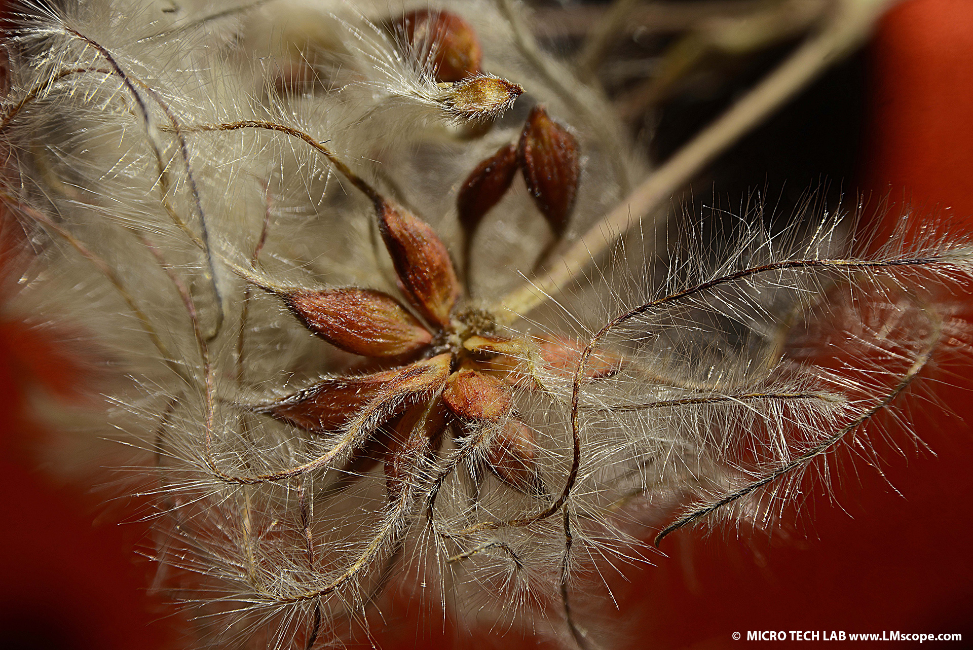 Seeds of common clematis with inflorescence