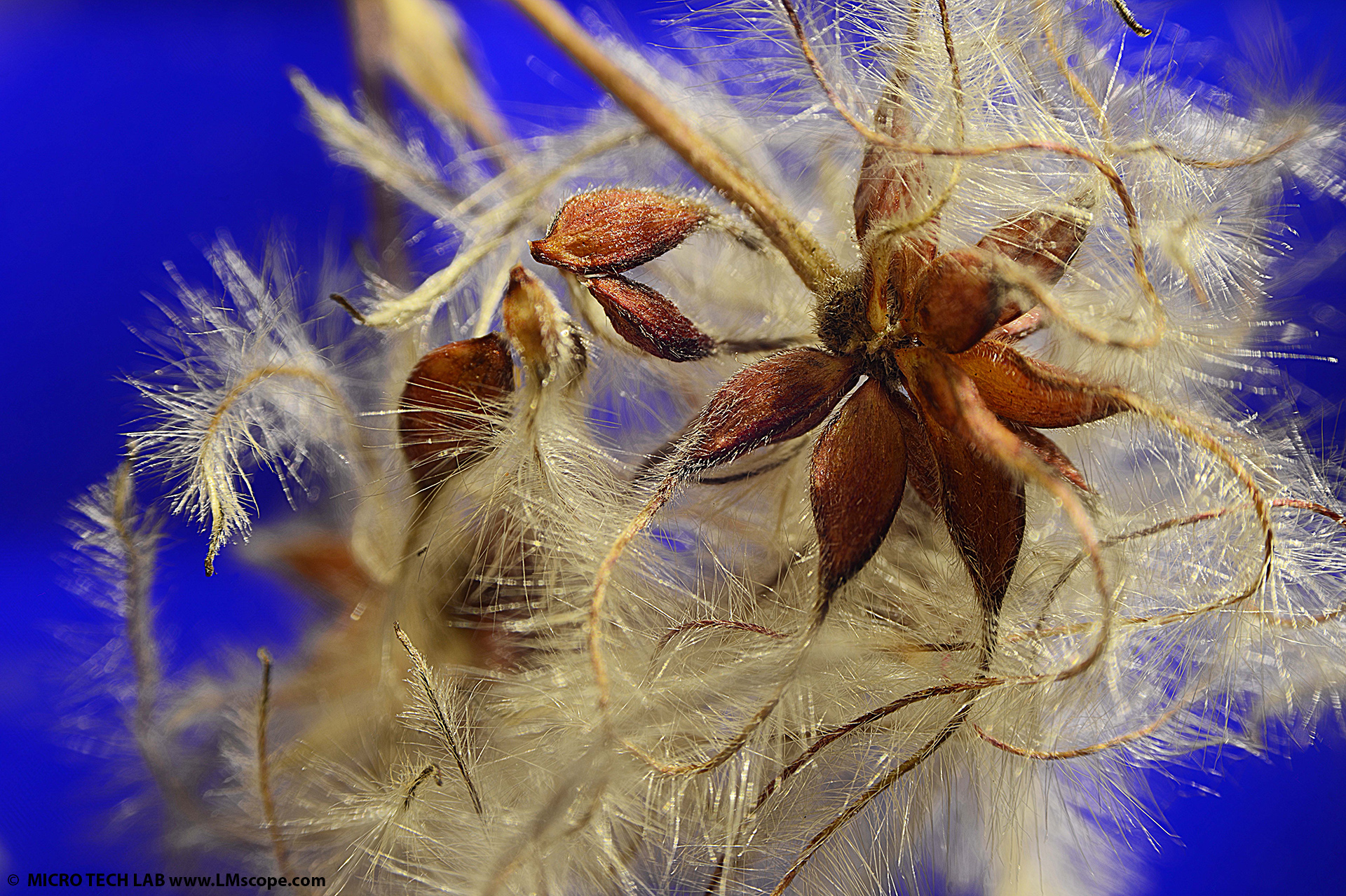Seeds of common clematis