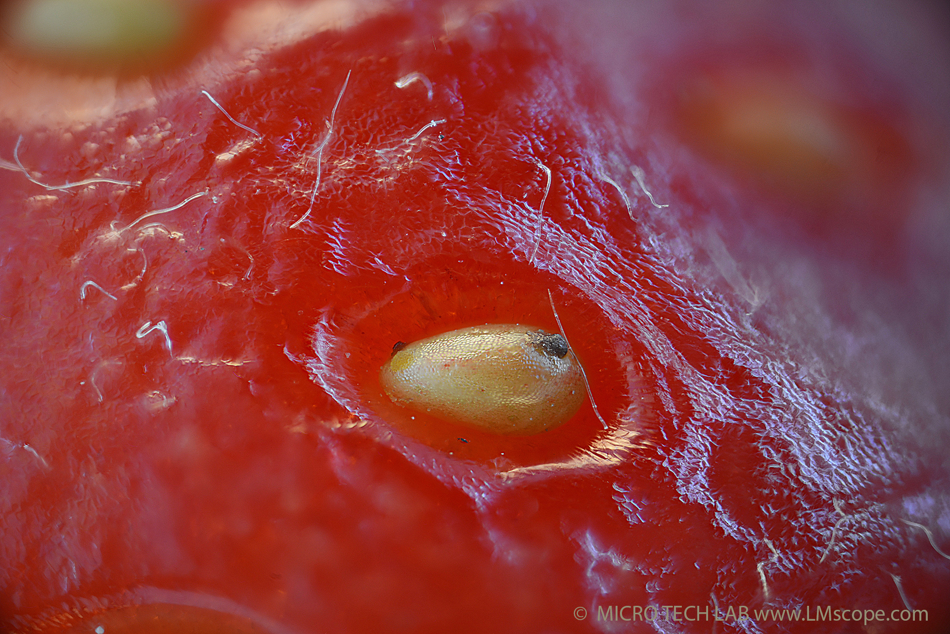 Erdbeere: Detailaufnahme Erdbeer-Samen