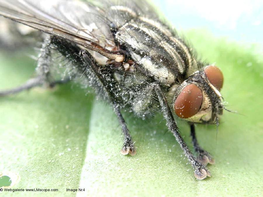 Macro photo of fly