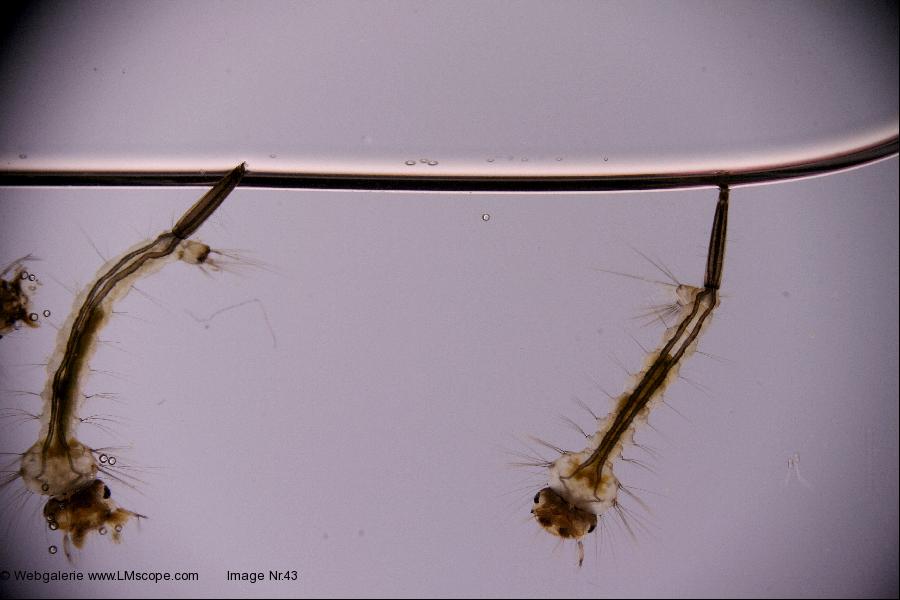 Makroaufnahme - Stechmückenlarven