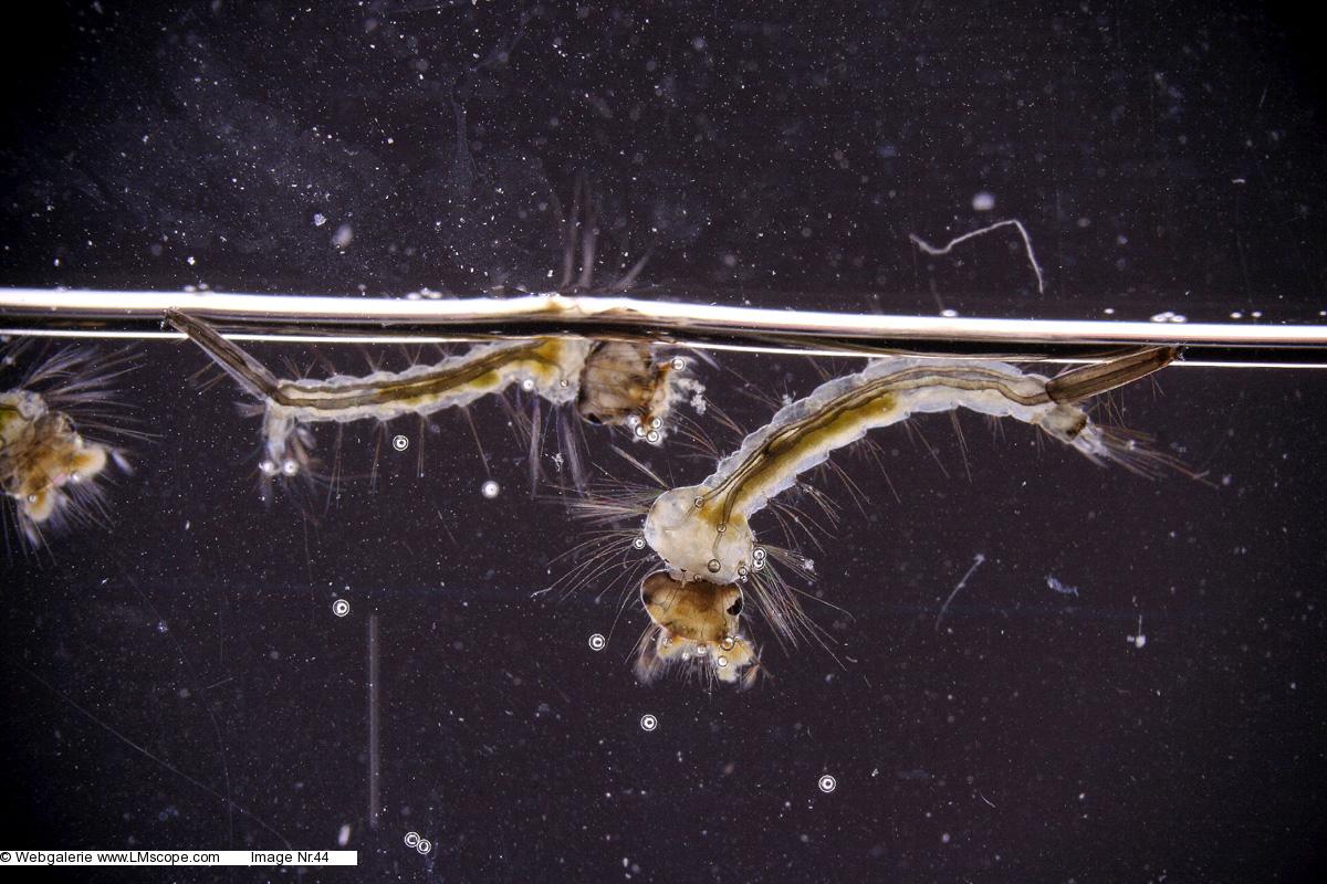 Makroaufnahme - Stechmückenlarven