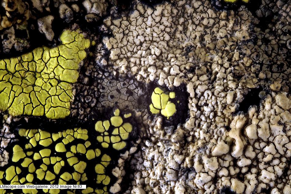 Lecanora cenisia and map lichen
