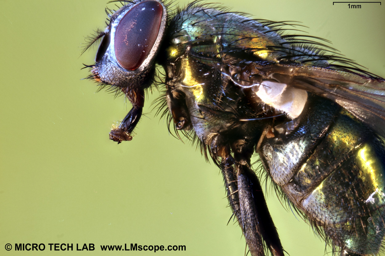 Macro Photography of Fly / magnification 16x