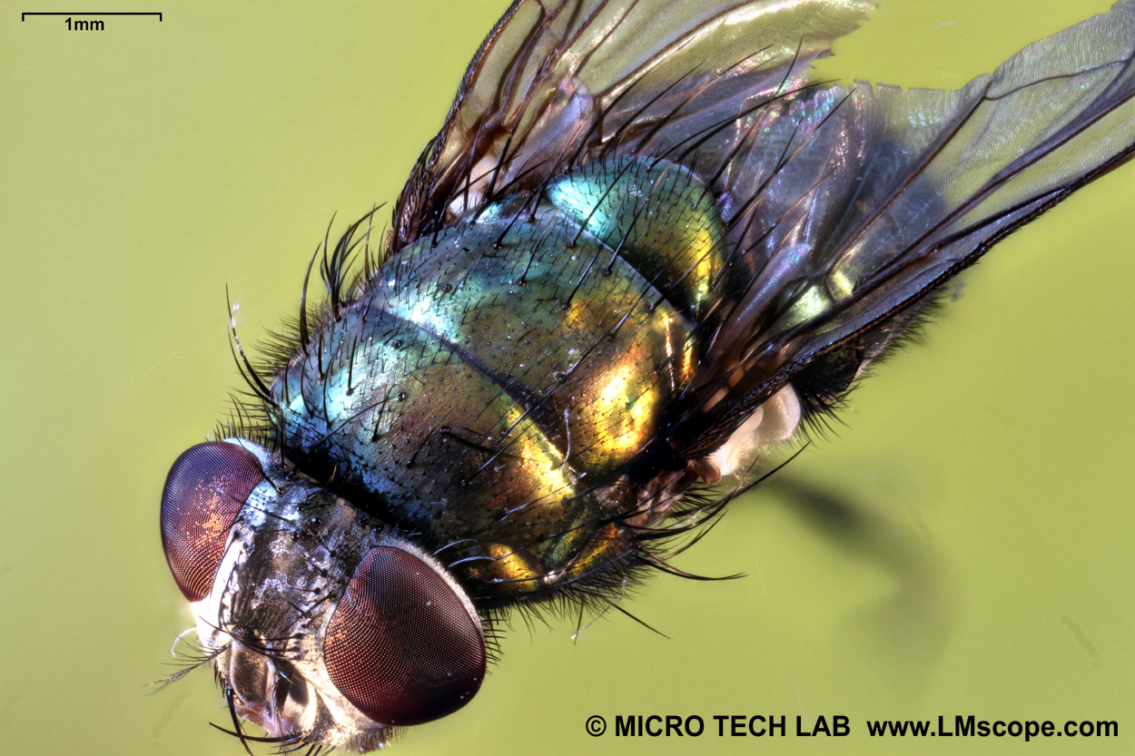 Makrofotografie von Fliege (Brachycera) / Vergrößerung 16fach