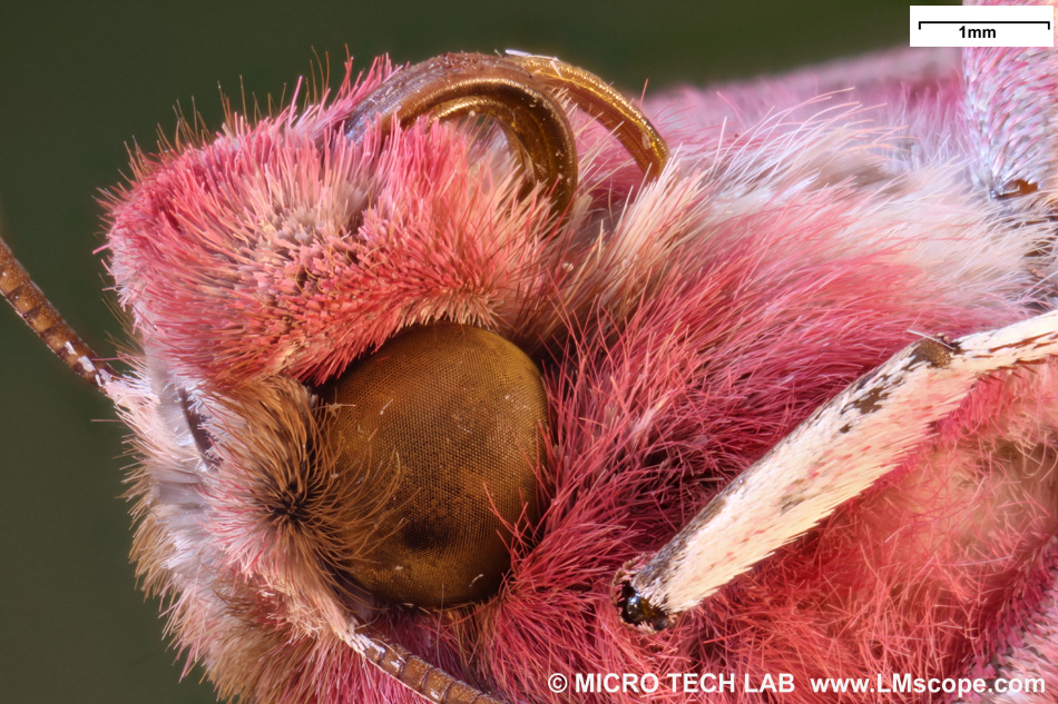 Makrofotografie vom Mittlerer Weinschwärmer (Deilephila elpenor) ist ein Schmetterling (Nachtfalter) aus der Familie der Schwärmer / Vergrößerung 16fach
