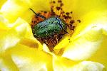 Beetle and (Chrysochola gloriosa Fabricius) with LM Digital Macro Tele Lens