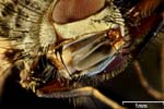 Macro Photography of  a fly (Brachycera / magnification 32x