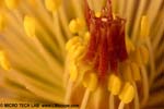 Snow rose under the microscope magnification 7x