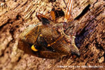 Rotbeinige Baumwanze (Pentatoma rufipes) 