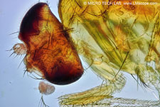 Mouche des fruits (Drosophila)