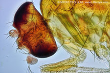 Mosca de la fruta (Drosophila) - Detalle Alas