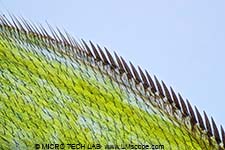 Fruit fly (Drosophila) - Detail Wings