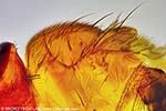 Mosca de la fruta (Drosophila) - Detalle cuerpo y Alas