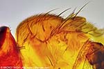 Mouche des fruits (Drosophila) - Corps et Ailes de dtail