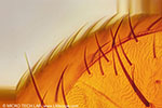 Fruit fly (Drosophila) - Detail Body 